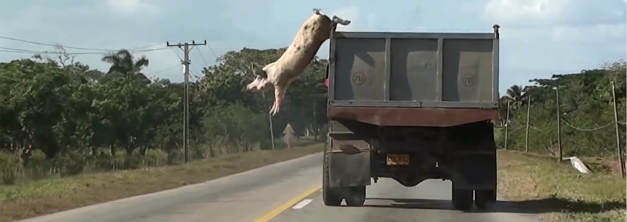 &Pi;&alpha;&rho;&epsilon;&upsilon;&rho;&epsilon;&theta;ή&kappa;&alpha;&mu;&epsilon; &sigma;&tau;&eta;&nu; &sigma;&upsilon;&nu;έ&nu;&tau;&epsilon;&upsilon;&xi;&eta; &tau;ύ&pi;&omicron;&upsilon; &tau;&eta;&sigmaf; έ&kappa;&theta;&epsilon;&sigma;&eta;&sigmaf; Why Look at Animals? &sigma;&tau;&omicron; &Epsilon;&Mu;&Sigma;&Tau;